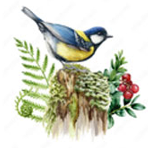 img-collect-nature-emotion Collection nature et émotions